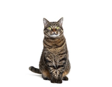 Oturan tekir bir melez kedi yukarı bakıyor, beyaz üzerine izole edilmiş.