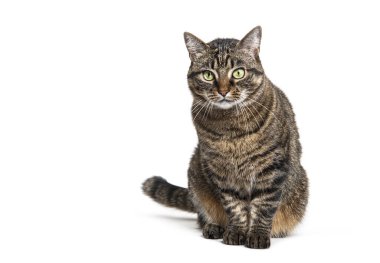 Tekir melez kedi önde oturuyor ve beyaz üzerine izole edilmiş kameraya bakıyor.