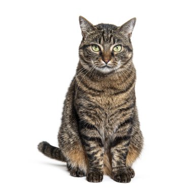 Tekir melez kedi önde oturuyor ve beyaz üzerine izole edilmiş kameraya bakıyor.