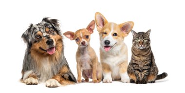 Dost canlısı alarm Kediler ve Köpekler, yan yana kameraya bakıyorlar, beyazlar üzerinde izole edilmiş.
