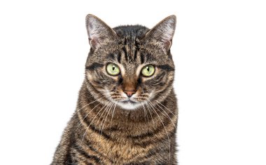 Bir tekir kedinin, beyaza karşı kameraya bakarken kafasının görüntüsü.