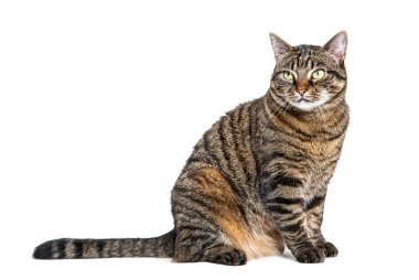 Bekleyen tekir melez kedi, kıskançlıktan başka yere bakıyor, beyaz tenli.