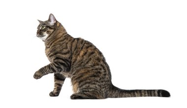 Oturan bir Tekir melez kedinin yan görüntüsü. Pençelerini uzatıp, beyaza bakıyor.