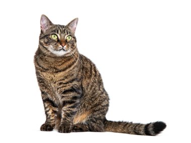 Bekleyen tekir melez kedi, kıskançlıktan başka yere bakıyor, beyaz tenli.