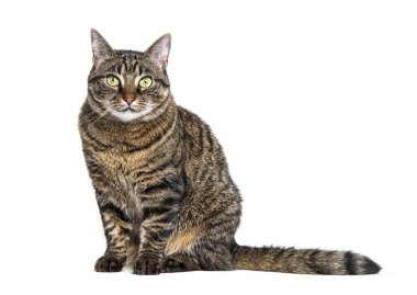 Bekleyen, oturan ve kameraya bakan tekir bir melez kedi.