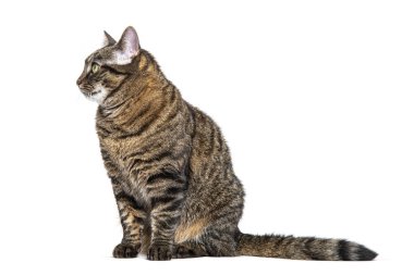 Oturan bir Tekir melez kedinin yan görünüşü, beyaz üzerine izole edilmiş bir şekilde başka tarafa bakıyor.