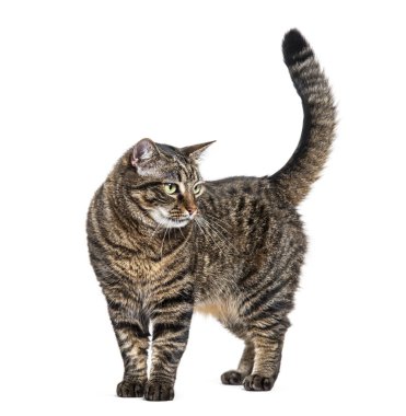 Duran çizgili tekir kedi, uzaklara bakıyor, beyaz üzerine izole edilmiş.
