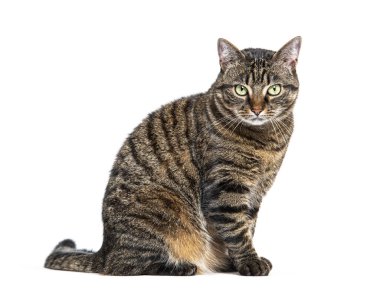 Bekleyen tekir melez kedi, kıskançlıktan başka yere bakıyor, beyaz tenli.