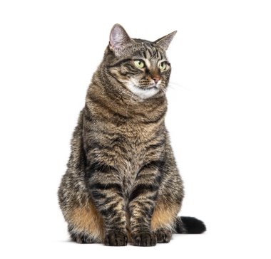 Oturan Tabby melez kedisi, beyaz tenli, gözlerden uzak.