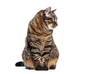 Oturan Tabby melez kedisi, beyaz tenli, gözlerden uzak.