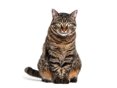 Tekir melez kedi önde oturuyor ve beyaz üzerine izole edilmiş kameraya bakıyor.