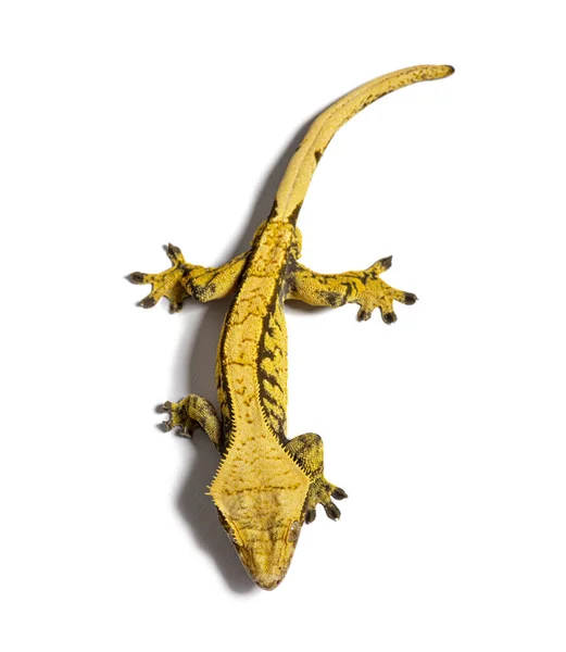 Crested Gecko Correlophus Ciliatus Isolated White — Stock Photo, Image