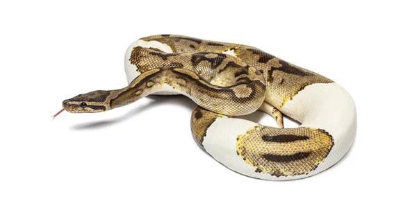 Piebald Python Regius Smelling Its Tongue Isolated White — Stock Photo, Image