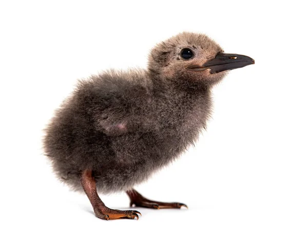 Five Days Old Chick Inca Tern Larosterna Inca Isolated White — 图库照片