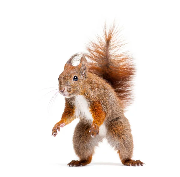Eurasian Red Squirrel Hind Legs Looking Sciurus Vulgaris Isolated White — Stockfoto