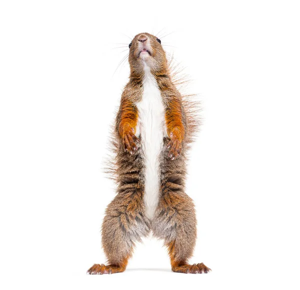 Eurasian Red Squirrel Hind Legs Looking Sciurus Vulgaris Isolated White — Stockfoto