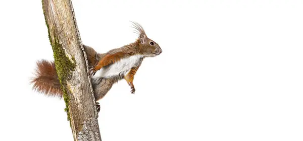 Avrasya Kızıl Sincabı Ağaç Dalına Pençeleriyle Tutunarak Tırmanıyor Beyaz Üzerinde — Stok fotoğraf