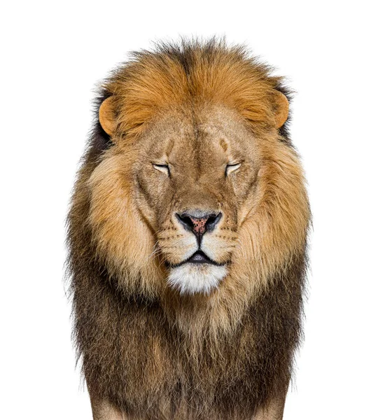 Portrait Adult Male Lion Facing Camera Eyes Closed Panthera Leo — Stock Photo, Image