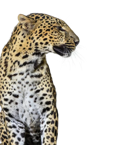 Профильный Снимок Головки Пятнистого Леопарда Смотрящего Направо Изолированного Белом — стоковое фото