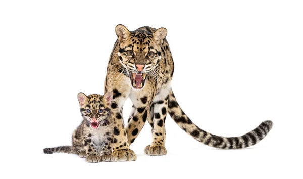 Mother Clouded Leopard Her Cub Neofelis Nebulosa Isolated White — Stock Photo, Image