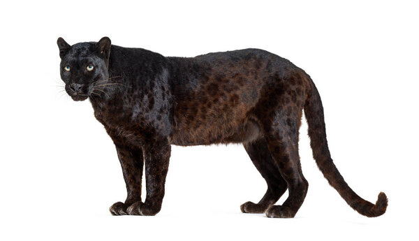 Портрет леопарда, стоящего с гордостью глядя в сторону, Panthera pardus, против белого