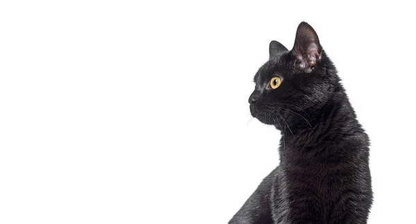 Head Shot Black Cat Looking Away Web Banner Isolated White — Stock Photo, Image