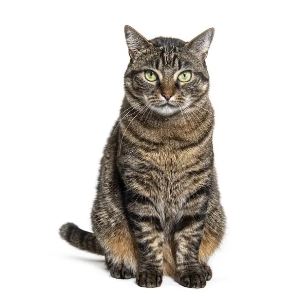 Tekir melez kedi önde oturuyor ve beyaz üzerine izole edilmiş kameraya bakıyor.