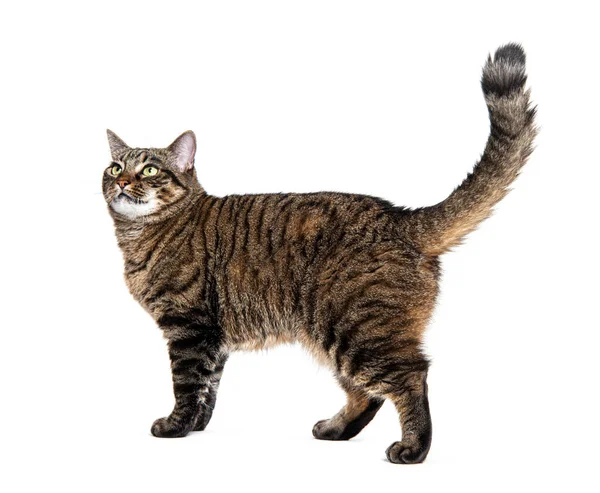Çizgili bir tekir kedinin yan görüntüsü. Beyaz üzerinde yürüyen, yukarı bakan, kuyruğunu kaldıran, izole bir kedi.