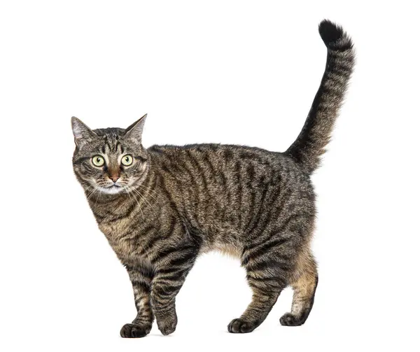 Side View Tabby Crossbreed Cat Walking Looking Camera Isolated White — Stock Photo, Image