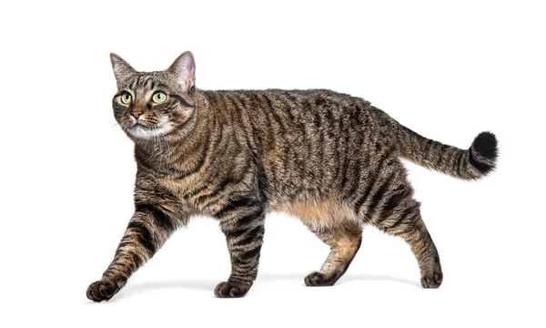 Side View Tabby Crossbreed Cat Walking Looking Away Isolated White — Stock Photo, Image