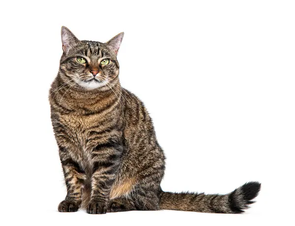 Bekleyen, oturan ve kameraya bakan tekir bir melez kedi.