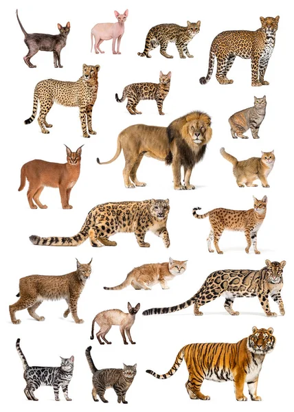 Educational Poster Several Breeds Species Cats Both Wild Domestic Isolated — Stock Photo, Image