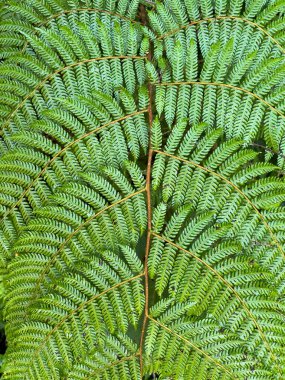 Etiyopya ormanında eğreltiotu yaprağına yakın çekim