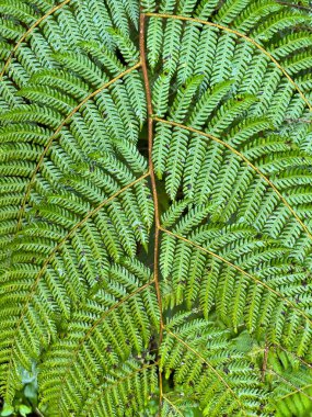 Etiyopya ormanında eğreltiotu yaprağına yakın çekim