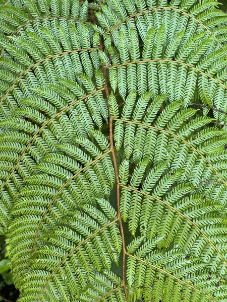 Zbliżenie Liście Paproci Etiopskim Lesie — Zdjęcie stockowe
