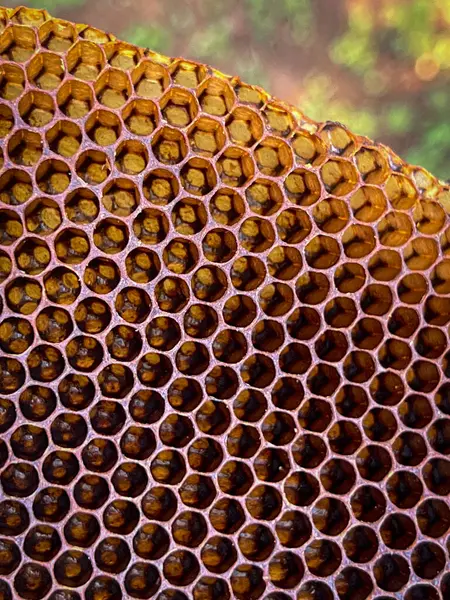 Крупный План Натуральной Пчелиной Расчески Сделанной Дикими Пчёлами — стоковое фото