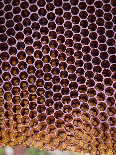 Zbliżenie Naturalnego Grzebienia Pszczół Przez Dzikie Pszczoły — Zdjęcie stockowe