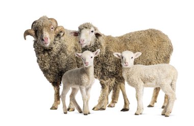 Ram ve Ewe Sopravissana koyunları kuzularıyla birlikte, beyaz üzerine izole edilmiş.