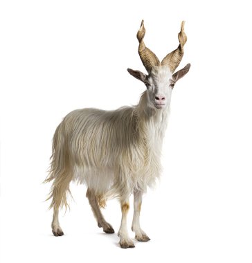 Dişi Girgentana keçisi, Sicilyalı, beyaz tenli.