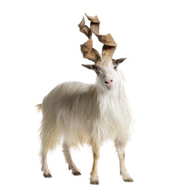 Erkek Girgentana keçisi, Sicilyalı, beyaz tenli.