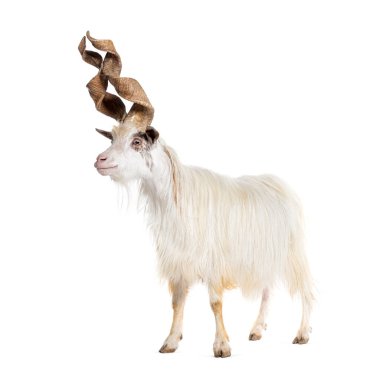 Erkek Girgentana keçisi, Sicilyalı, beyaz tenli.