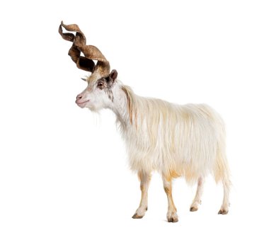 Erkek Girgentana keçisi, Sicilyalı, beyaz tenli.