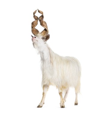 Erkek Girgentana keçisi, Sicilyalı, beyaz tenli.