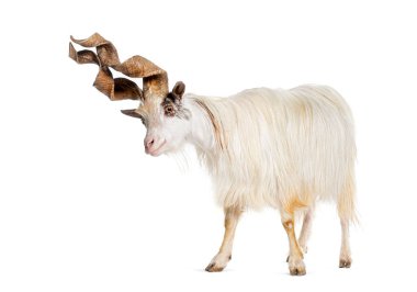 Erkek Girgentana keçisi, Sicilyalı, beyaz tenli.