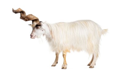 Erkek Girgentana keçisi, Sicilyalı, beyaz tenli.