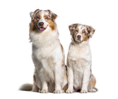 İki oturan Avustralyalı çoban, soluk soluğa, beyaz tenli.