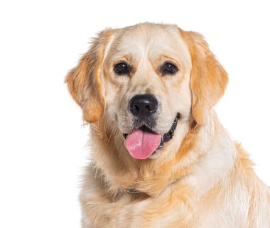Soluk soluğa bir Golden Retriever 'ın görüntüsü kameraya bakıyor, beyaz üzerinde izole edilmiş.
