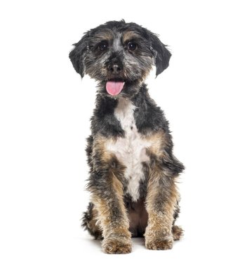 Oturan ve nefes nefese kalan melez köpek, Yorkshire haçı ve shih tzu, beyaz üzerinde izole.