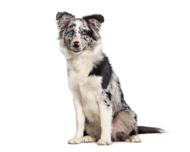 Mavi merle puppy australian Shepherd kameraya bakıyor, beyaz üzerinde izole