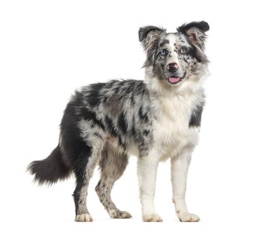 Soluk soluğa kalmış mavi merle köpek yavrusu Avusturalya çobanı kameraya bakıyor, beyaz üzerinde izole.